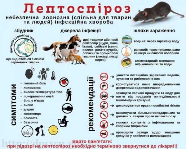 Лептоспіроз: що варто знати та де пройти діагностику на Дніпропетровщині
